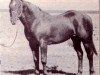 Deckhengst Silver Cash (Quarter Horse, 1956, von Spot Cash)