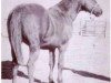 Deckhengst Barney Owens (Quarter Horse, 1929, von Jack McCue)