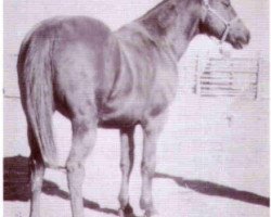 stallion Barney Owens (Quarter Horse, 1929, from Jack McCue)