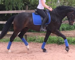 dressage horse Dom Perignon 3 (Zweibrücken, 2012, from Birkhofs Denario)