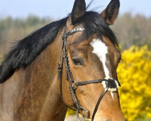 Springpferd Murphy's Boy (Deutsches Reitpferd, 2004, von Murphy Him Self)