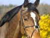 jumper Murphy's Boy (German Warmblood, 2004, from Murphy Him Self)