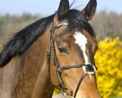 jumper Murphy's Boy (German Warmblood, 2004, from Murphy Him Self)