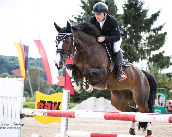 jumper DSP Morgana (German Sport Horse, 2009, from Monte Bellini)