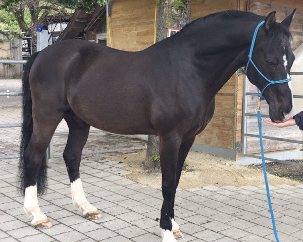 dressage horse Velvet Black (German Riding Pony, 1996, from Valido)