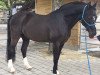 Dressurpferd Velvet Black (Deutsches Reitpony, 1996, von Valido)