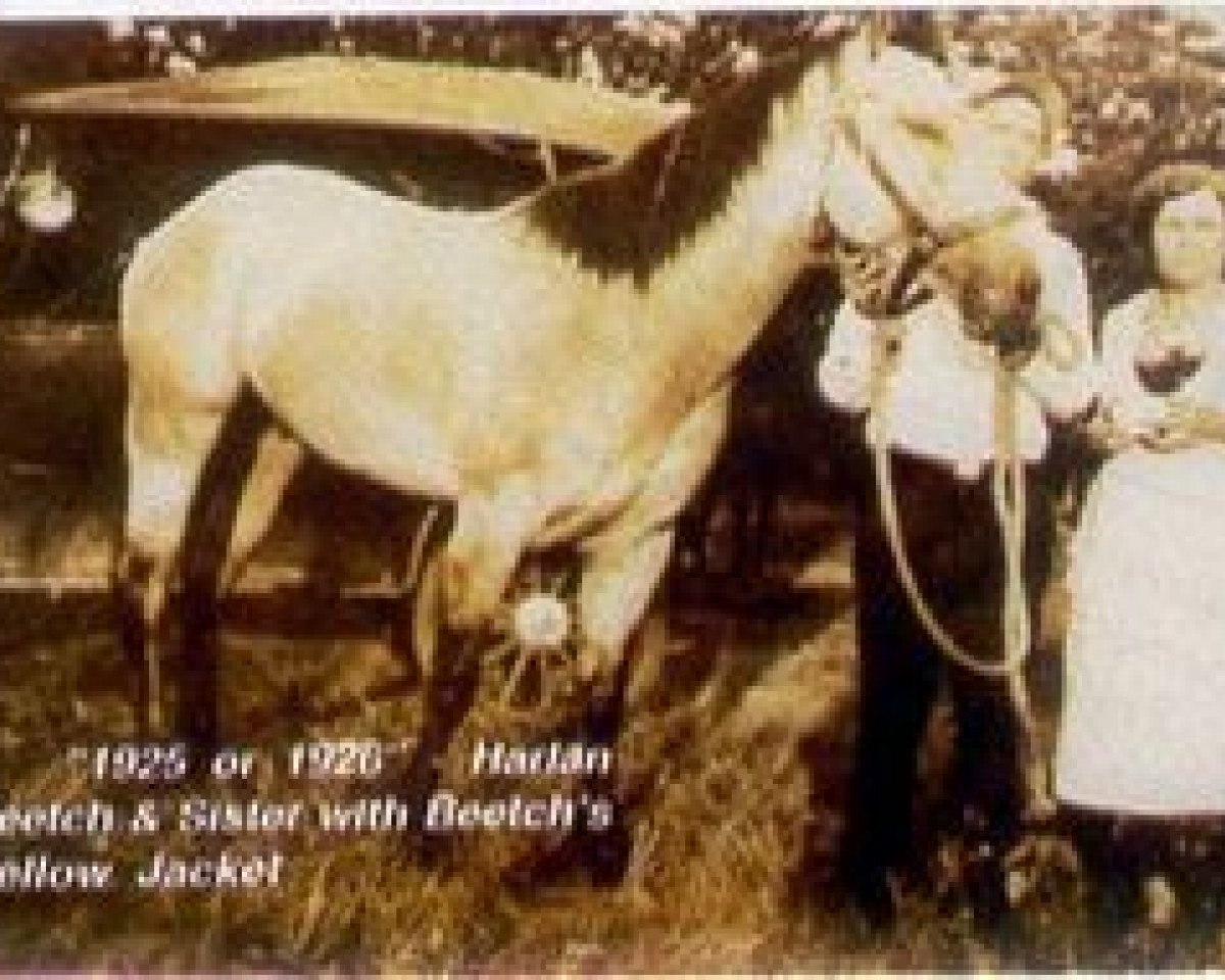 stallion Beetch's Yellow Jacket (Quarter Horse, 1917, from Yellow Wolf)