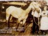 stallion Beetch's Yellow Jacket (Quarter Horse, 1917, from Yellow Wolf)