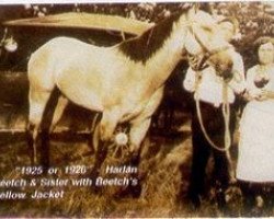 stallion Beetch's Yellow Jacket (Quarter Horse, 1917, from Yellow Wolf)