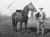 Deckhengst Tommy Clegg (Quarter Horse, 1928, von Sam Watkins)