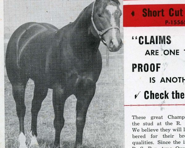 Deckhengst Shortcut (Quarter Horse, 1948, von Scooter S)