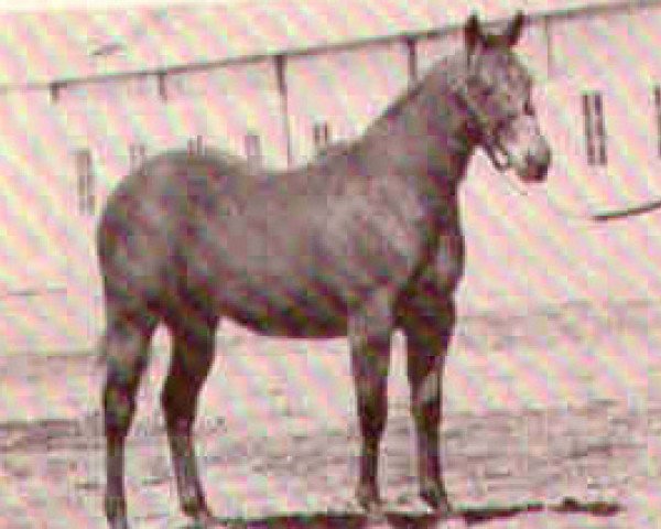 Zuchtstute Poco Miss Guild (Quarter Horse, 1961, von Poco Bueno)