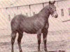 Zuchtstute Poco Miss Guild (Quarter Horse, 1961, von Poco Bueno)