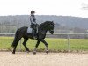 dressage horse Jasper 237 (Pony without race description, 2011)