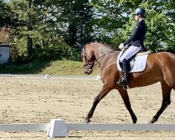 dressage horse Lieschen NA (Westfale, 2013, from Lordanos)