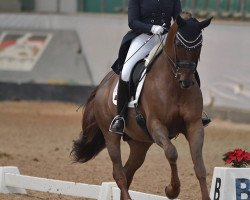 dressage horse Majestix W (Württemberger, 2006, from Münchhausen)