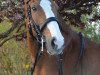 dressage horse Carlos Carlchen (Bavarian, 2003, from Candit J)