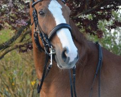 dressage horse Carlos Carlchen (Bavarian, 2003, from Candit J)