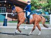 dressage horse Rammazzotti (Bavarian, 2000, from Ramiro M)