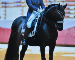 dressage horse Geronnimmo (Württemberger, 2007, from Grafenstolz)