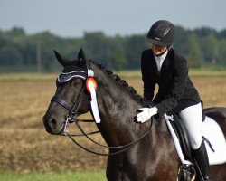 dressage horse Welcome Davidoff (Hanoverian, 2007, from Weltruhm)