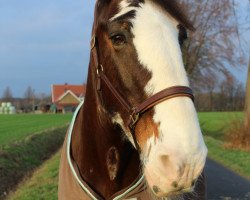 Pferd Emily (Clydesdale, 2000)