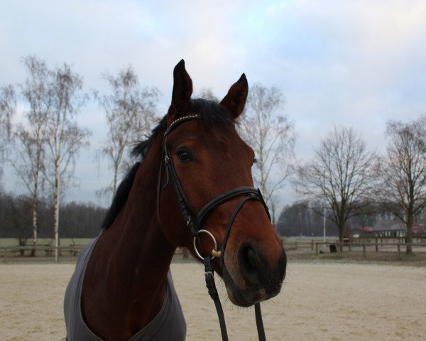 dressage horse Rock Cherusker (Westphalian, 2015, from Rock Forever NRW)
