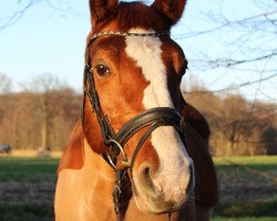 broodmare Raspina 3 (Westphalian, 2002, from Raschid N)