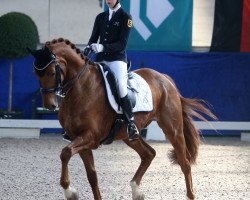 dressage horse Rheingold 47 (German Sport Horse, 2010, from Glock's Romanov)