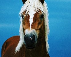 Pferd Namiro (Haflinger, 2016)