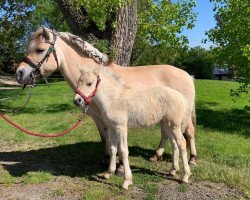 horse Kessy von der Marien-Quelle (Fjord Horse, 2021, from Isko)