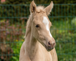 dressage horse Dajana (German Riding Pony, 2021, from D-Gold AT NRW)