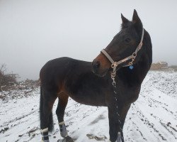 Zuchtstute Shakira II (Trakehner, 1999, von Amatcho)