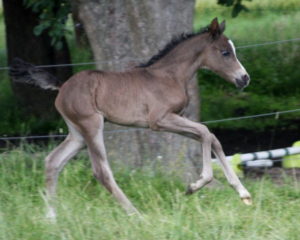 broodmare Cox Lillet (German Riding Pony, 2016, from Dark Dornik)