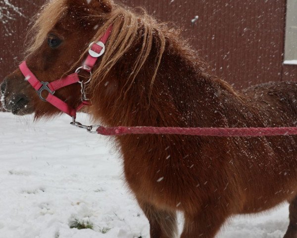 horse Santana v.h. Wald (Shetland pony (under 87 cm), 2005)