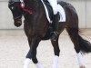 dressage horse Little Heroe (KWPN (Royal Dutch Sporthorse), 2010, from Lucky)