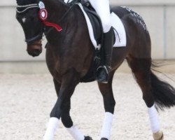 dressage horse Little Heroe (KWPN (Royal Dutch Sporthorse), 2010, from Lucky)