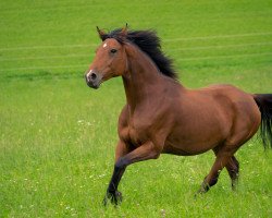 Springpferd Wyoming (Österreichisches Warmblut, 2006, von Firstgraaf)