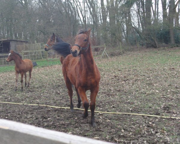 horse maja (Oldenburg, 2013)