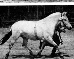 broodmare Nanni (Fjord Horse, 1963, from Langloblakken)