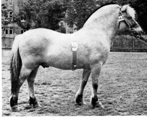 stallion Lord RN 3025 (Fjord Horse, 1958, from Leikar F 46)