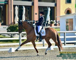 dressage horse Van Damm (Westphalian, 2013, from Vitalis)