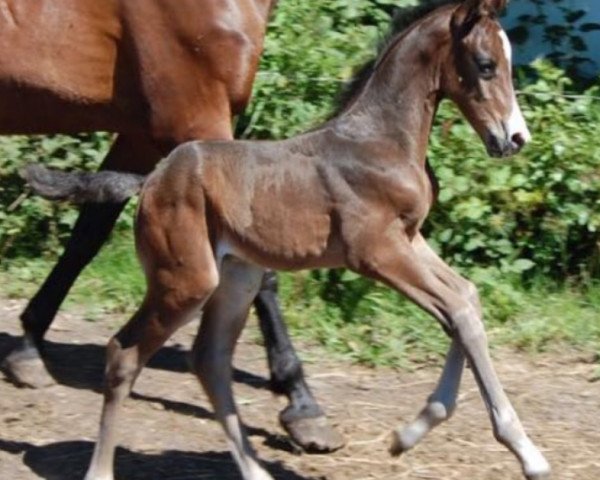 Dressurpferd Norton (KWPN (Niederländisches Warmblut), 2018, von Incognito)