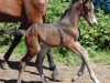 dressage horse Norton (KWPN (Royal Dutch Sporthorse), 2018, from Incognito)