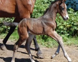 dressage horse Norton (KWPN (Royal Dutch Sporthorse), 2018, from Incognito)