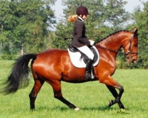 broodmare Sifra (KWPN (Royal Dutch Sporthorse), 1999, from Kennedy)