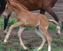 Zuchtstute Nadjaragranta SAG (KWPN (Niederländisches Warmblut), 2018, von Emir R)