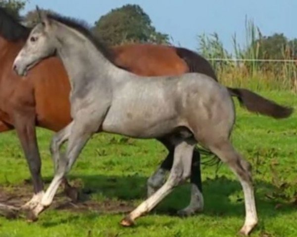 jumper Modjarogrant SAG (KWPN (Royal Dutch Sporthorse), 2017, from Emir R)