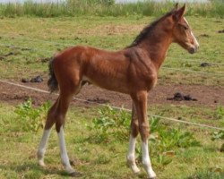 Zuchtstute Nouaragranta SAG (Nederlands Rijpaarden en Pony, 2018, von Emir R)