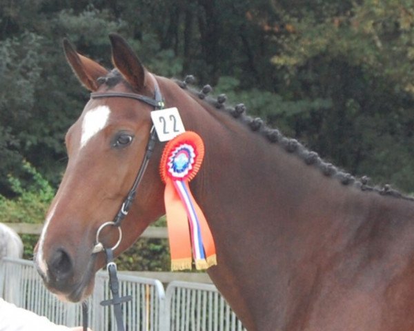 Zuchtstute Hadaragranta SAG (KWPN (Niederländisches Warmblut), 2012, von Bright Speed)